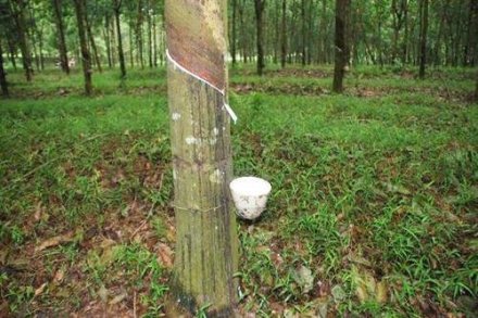 天然橡膠生膠縐片機對物料產(chǎn)生輥壓、剪切，從而使物料壓薄、表面起皺